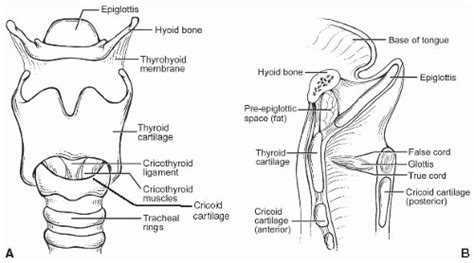 Larynx Sagittal Section