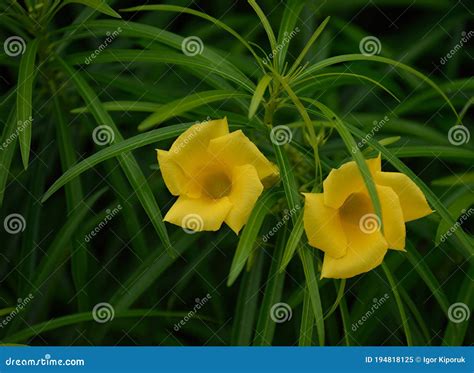 Cascabela Thevetia Poisonous Plant With Green Seeds And Yellow Flowers ...