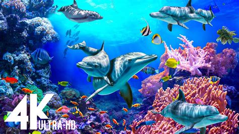 NEW 3 HOURS Stunning Of 4K Underwater Wonders Relaxing Music