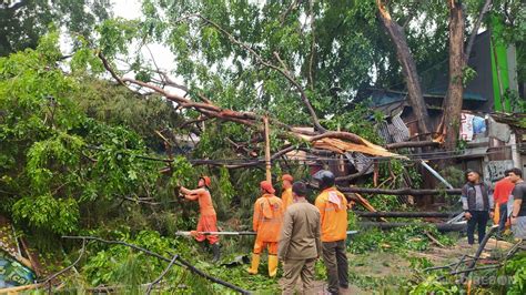 Akibat Hujan Deras Dan Angin Kencang Puluhan Pohon Tumbang Di Kota Cirebon