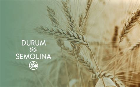 Durum Wheat VS Semolina | Same Food, Different Processing