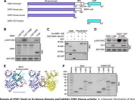 Figure From Center Kinase Osr The Activation Mechanisms Of