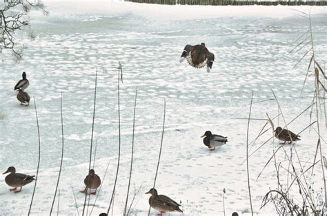 El Pato Mallard Macho Est Volando Sobre Una Bandada De Patos Foto