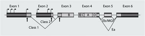 Schematic Representation Of A Rodent Igf 1 Gene The Rodent Igf 1 Gene Download Scientific