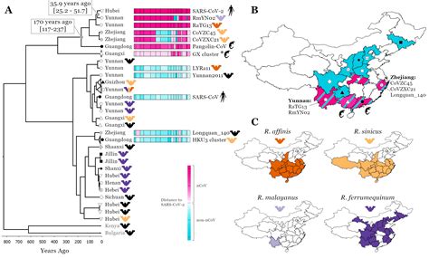 Exploring The Natural Origins Of Sars Cov Ncov Evolutionary