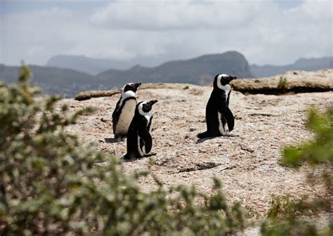 African Penguin Habitat