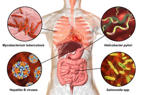 Entamoeba Illustraties Afbeeldingen Beelden En Stockfotos Istock