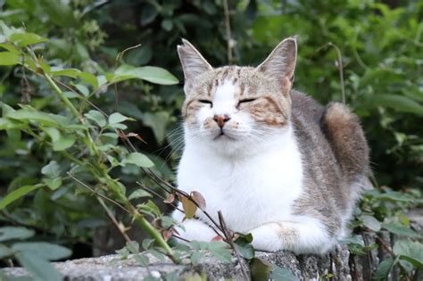 地域猫・さくら猫ってなに？ 猫を救うためのtnr活動について｜ハグー みんなのペット里親情報