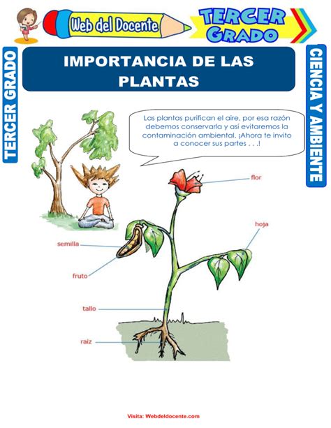 Importancia De Las Plantas Para Tercer Grado De Primaria