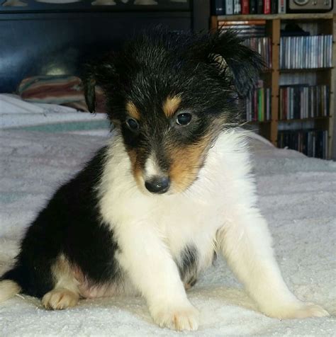 Heavenly Shelties In Wyoming Shetland Sheepdog Puppies Good Dog