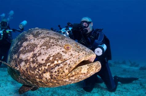 Is The Atlantic Goliath Grouper Endangered?