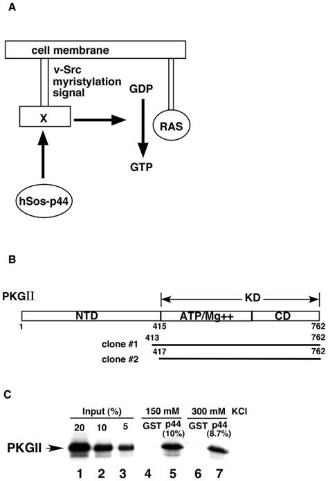 The Cgmp Dependent Protein Kinase Pkg Ii Kinase Domain Kd Interacts