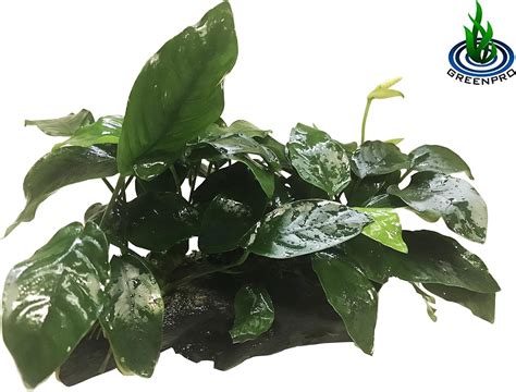 Amazon Greenpro Anubias Nana 10 Leaf Rooted Anubias Java Fern