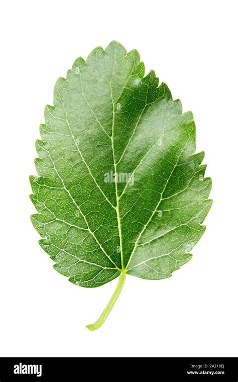 Green Leaf Of Mulberry Isolated On White Background Place For Text