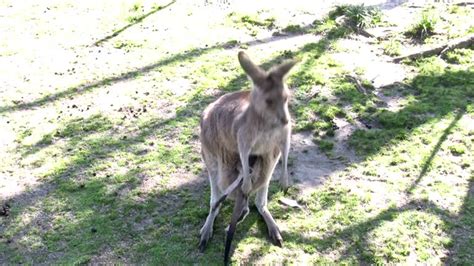 362 Joey Kangaroo Pouch Stock Videos Footage And 4k Video Clips Getty Images