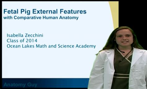 Fetal Pig External Features - Anatomy Guy