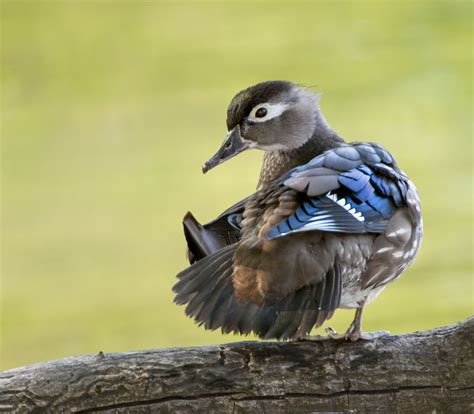 Wood Duck - Owen Deutsch Photography