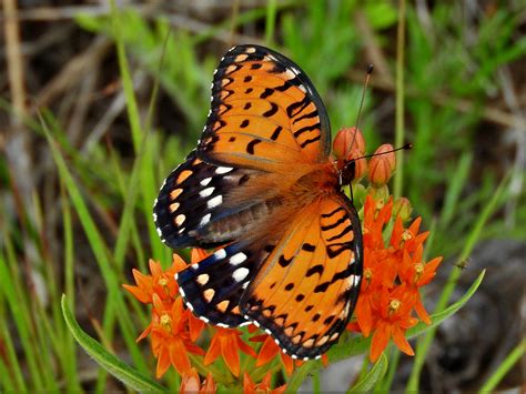Nature Museum | Regal Fritillary Butterfly