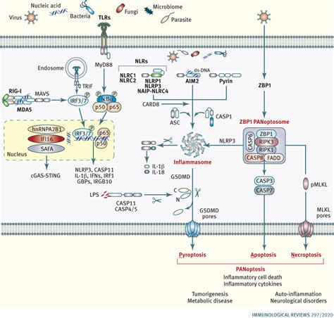 Intracellular Innate Immune Sensors And Their Downstream Signaling