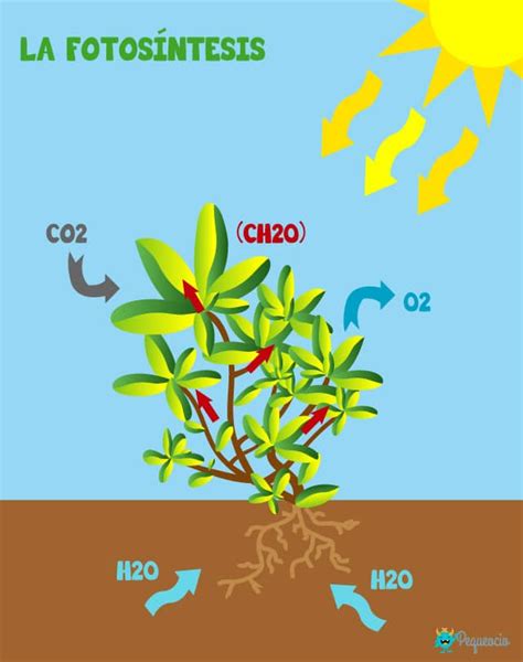 Qu Es La Fotos Ntesis Explicaci N Para Primaria Pequeocio