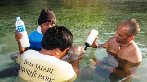 Foto Duyung Terdampar Di Pulau Komodo