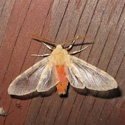 Edwards Glassy Wing Pseudohemihyalea Edwardsii BugGuide Net