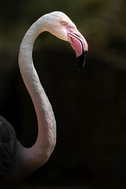 Premium Photo | Greater flamingo