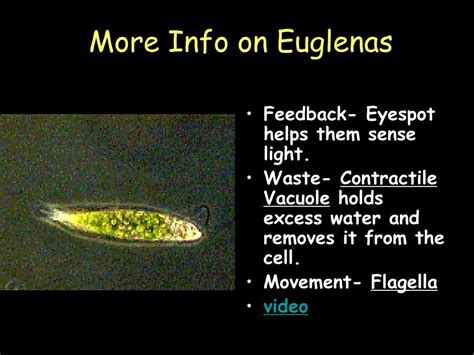 PPT - PROTISTS EUGLENA, AMOEBA, PARAMECIUM, VOLVOX PowerPoint ...