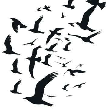 Silueta Vectorial De P Jaros Volando Png Dibujos Aves Grupo De Aves