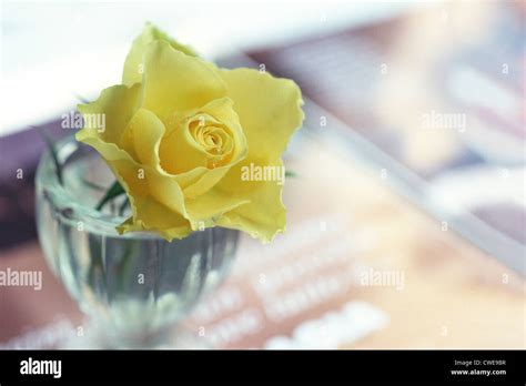 Yellow Rose In Glass Bowl Stock Photo Alamy