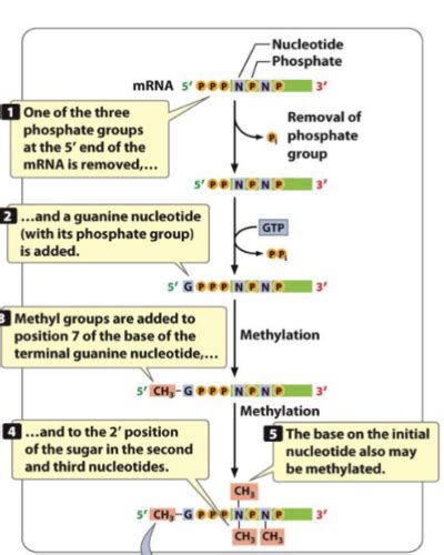 Module 12 RNA Molecules And RNA Processing Flashcards Quizlet