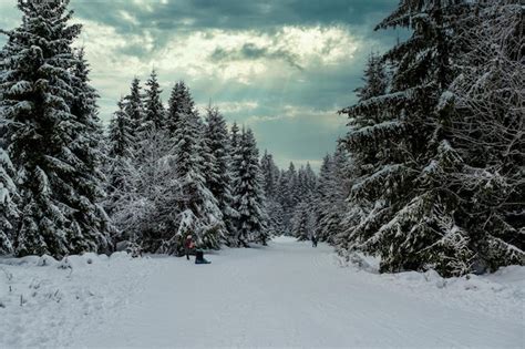 Bosque De Abetos Cubierto De Nieve En Invierno Vista Pintoresca De