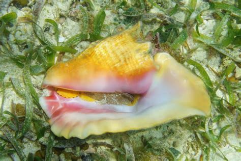 Royalty Free Queen Conch Pictures Images And Stock Photos Istock