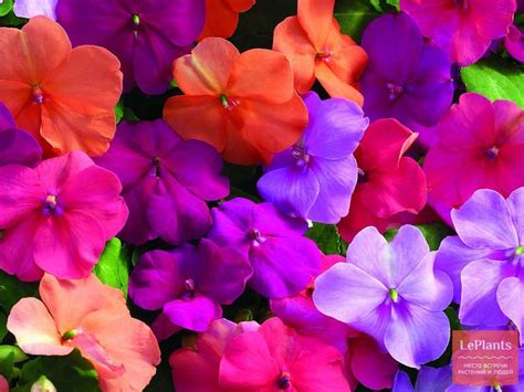 Бальзамин (Impatiens) — описание, выращивание, фото | на LePlants.ru