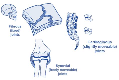 Types Of Synovial Joints