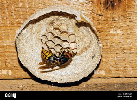 Hornet Brown Hornet European Hornet Vespa Crabro Queen Builing Nest First Eggs In The