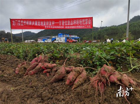 技术引导“薯”光重现，撂荒地不再荒凉农业惠州市种植户