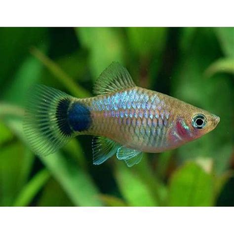 Assorted Micky Mouse Platy 3 4 CM Universal Aquatics Tropical And