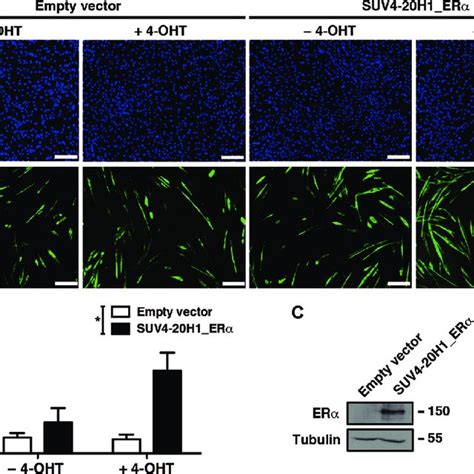 SUV4 20H1 Over Expression Partially Rescues FRG1 Phenotype