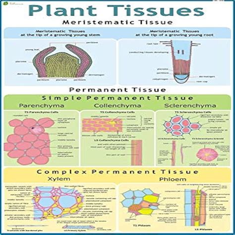 Chart Plant Tissue price in kenya