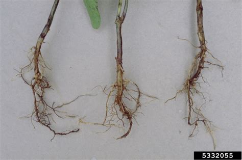 Rhizoctonia root rot on soybean - Bugwoodwiki