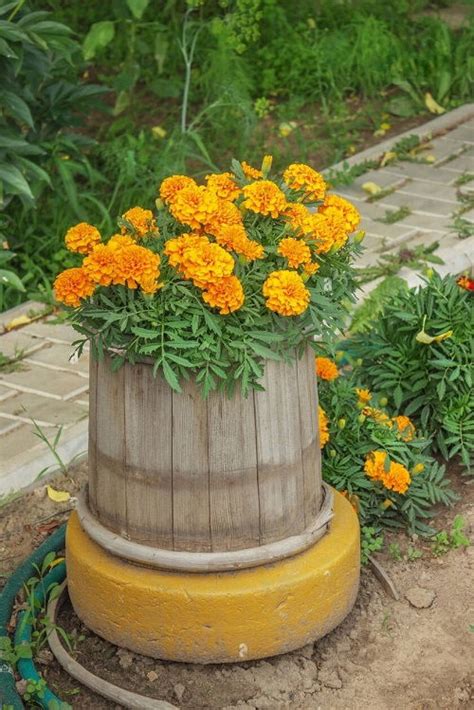 Marigold Pest Control: Types of Pests Marigolds Can Repel | Balcony ...