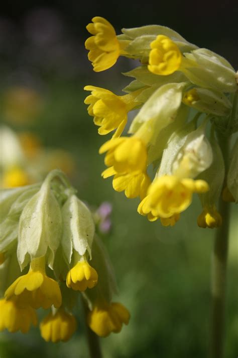 Primevère Fleur Jaune Photo gratuite sur Pixabay Pixabay