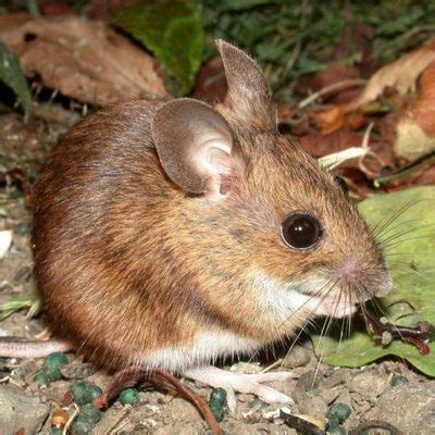 Лесная мышь | Описание, чем питается, фото, как выглядит