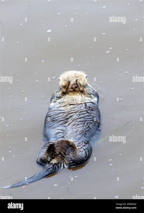 Sea Otter Sleeping Stock Photo - Alamy