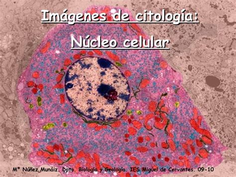 Imagenes De Citologia El Nucleo Celular Ppt Descarga Gratuita