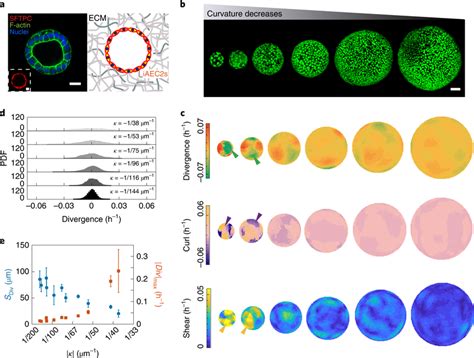 Alveolospheres Derived From Human Ipscs Confirm That Collective