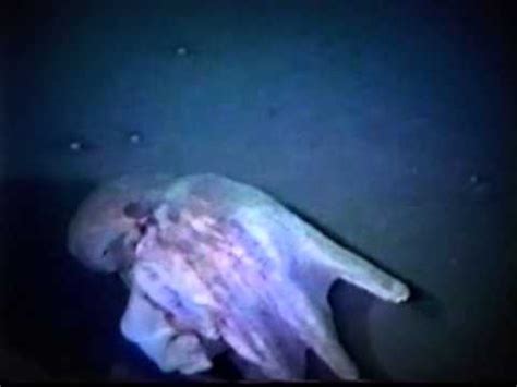 Giant Squid Surfaces In Japanese Harbor2016 YouTube