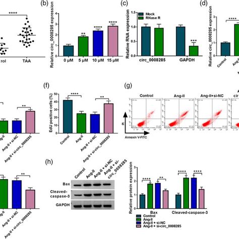 Circ 0008285 Silencing Attenuates AngIIinduced Apoptosis Of Vascular