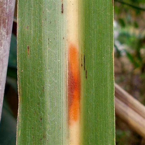 Damaging symptoms of Red rot disease of sugarcane | Download Scientific ...